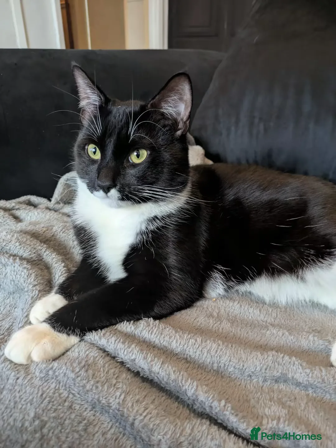 Mixed Breed cats for sale: Litter sure this weekend or through the week  - Advert 9