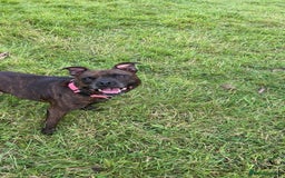 Mixed Breed dogs for sale: Sasha the staffie cross  - Image 2