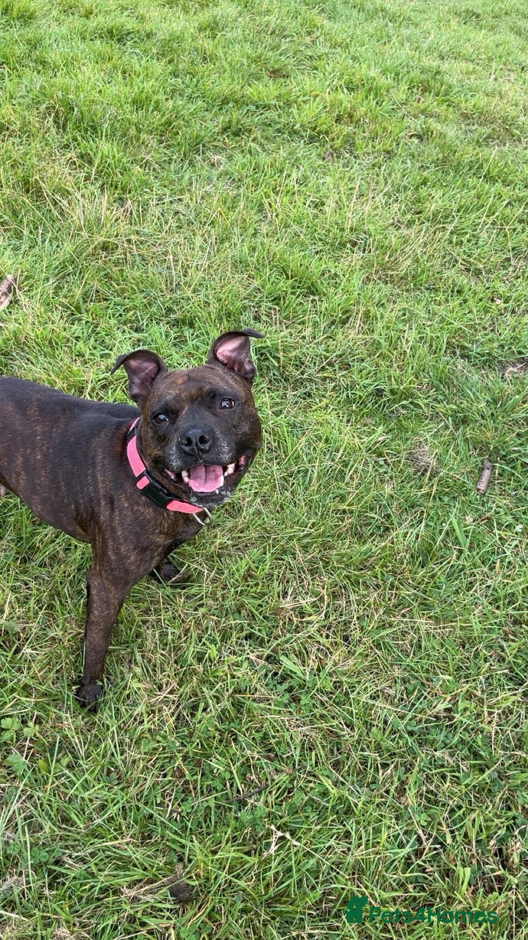 Mixed Breed dogs for sale: Sasha the staffie cross  - Image 2