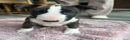 English Bull Terrier dogs for sale: KC REG BULL TERRIER PUPS FROM CHAMP BLOODLINES   - Advert 13