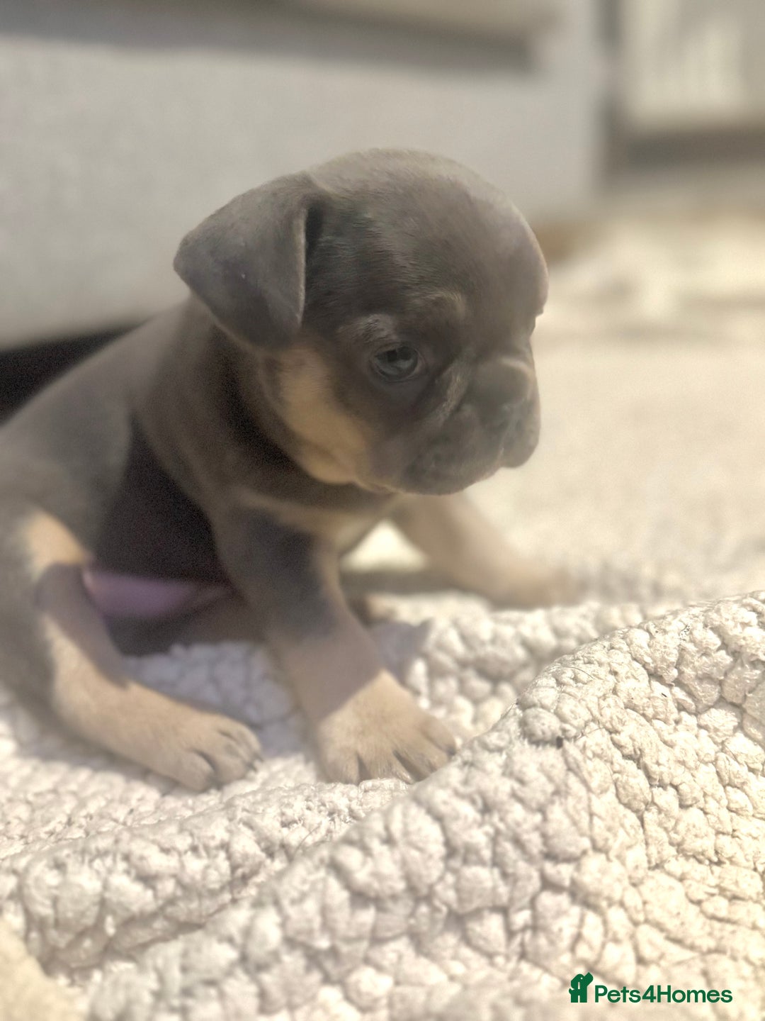French Bulldog dogs for sale: French Bulldog Puppies - Advert 9