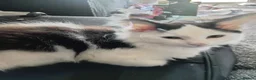 Mixed Breed cats for sale: Cute piebald kittens  - Advert 30