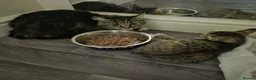 British Longhair cats for sale: Beautiful Mixed Breed Female Long-Haired Kitten - Advert 2