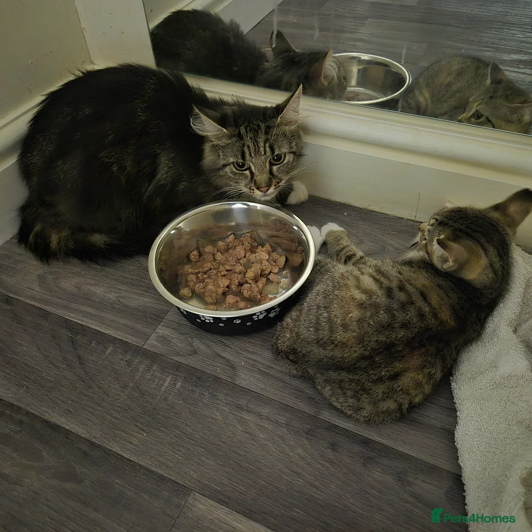 British Longhair cats for sale: Beautiful Mixed Breed Female Long-Haired Kitten - Advert 2