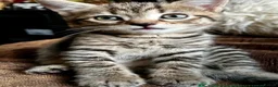 Bengal cats for sale: Stunning Bengal X With Beautiful Markings - Advert 4