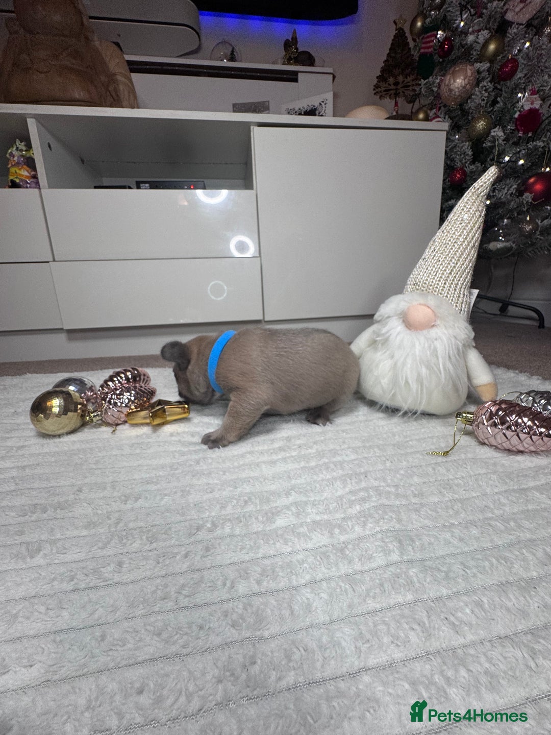 French Bulldog dogs for sale: French Bulldog puppies for sale  - Advert 13