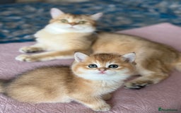 British Shorthair cats for sale: Champion line golden BSH - Image 12
