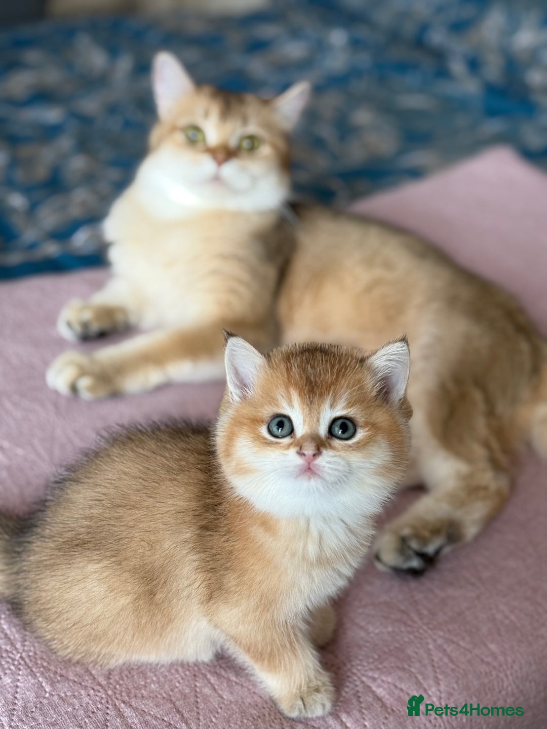 British Shorthair cats for sale: Champion line golden BSH - Image 12