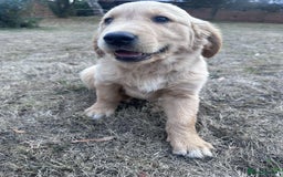 Golden Retriever dogs for sale: 4 KC registered Golden Retriever puppies  - Image 28