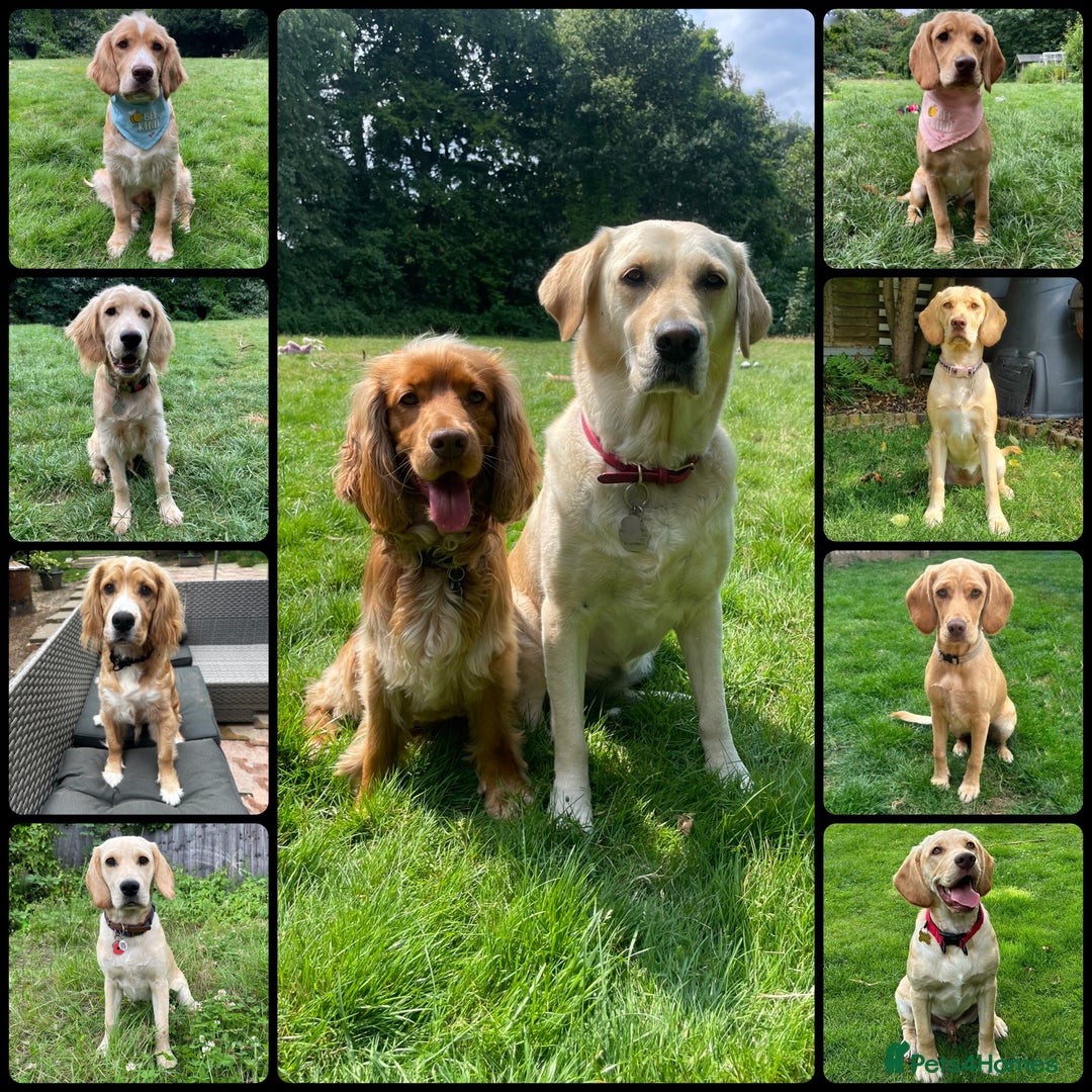 Cocker Spaniel dogs for stud: KC Reg Health Tested Show Cocker Spaniel for Stud in Reading - Advert 6