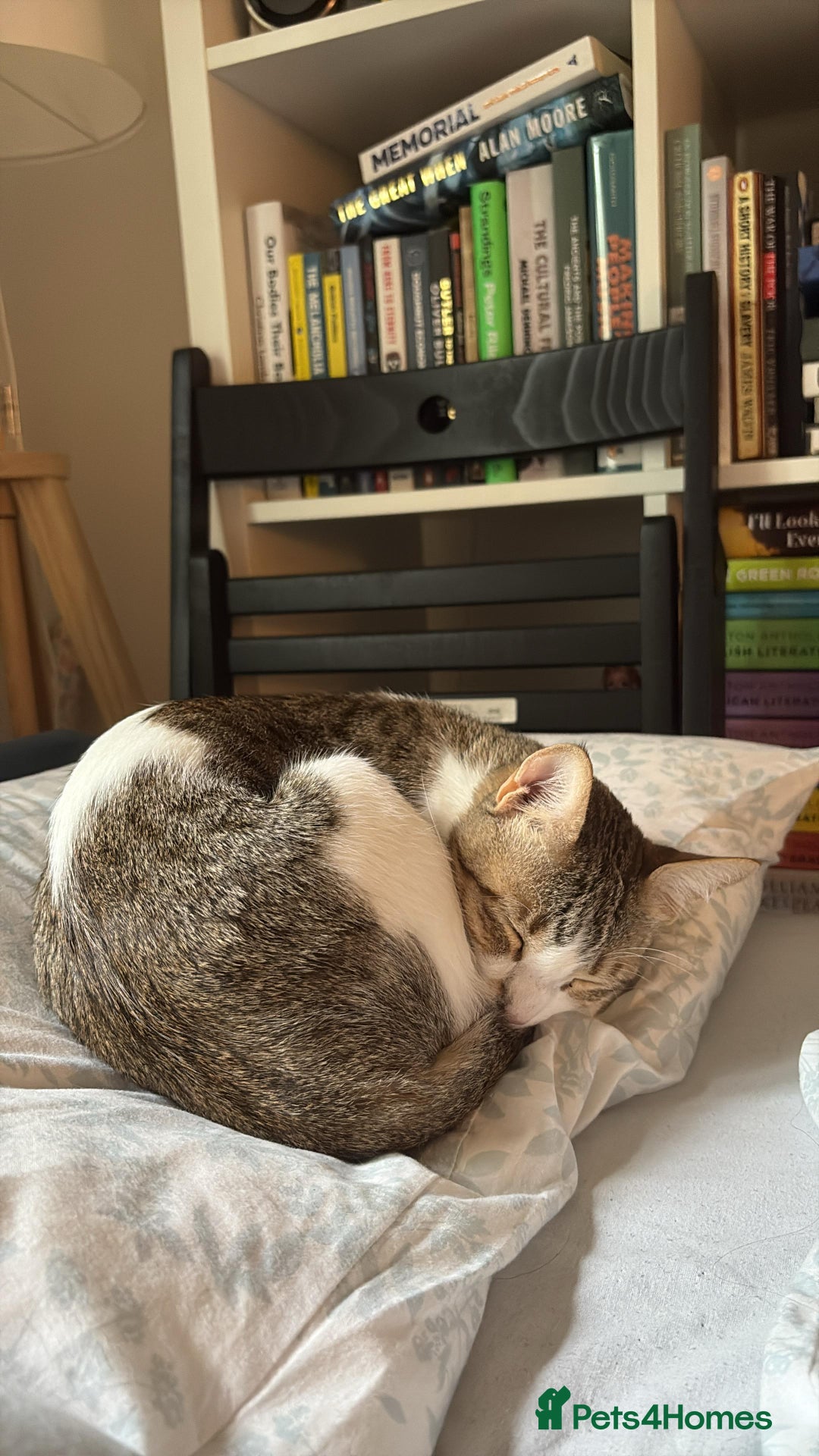 Mixed Breed cats for adoption: Female Indoor Cat for Adoption in Carshalton - Image 11
