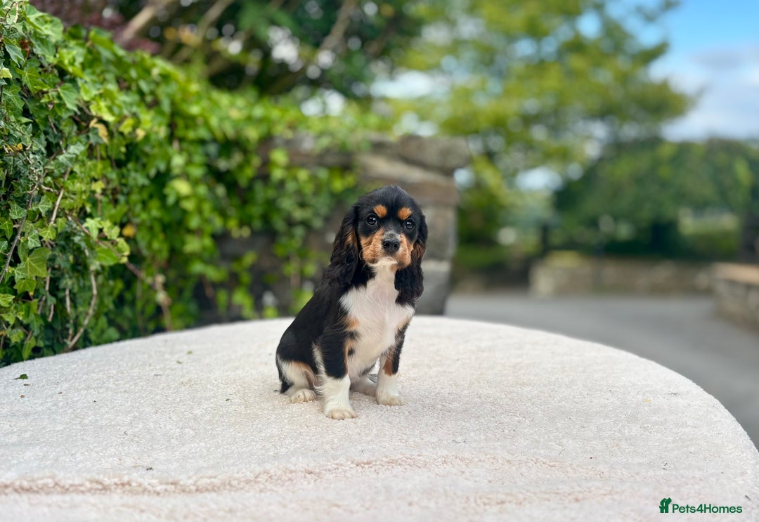 Cavalier King Charles Spaniel dogs for sale: Gorgeous Black Tan and Tri Cavalier Puppies - Image 8