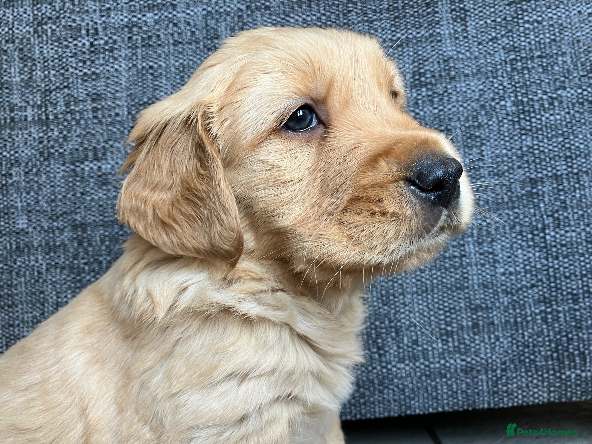 Golden Retriever dogs Outstanding Litter KC Reg Golden Retriever Puppies - Advert 1