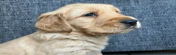 Golden Retriever dogs for sale: Outstanding Litter KC Reg Golden Retriever Puppies - Advert 1