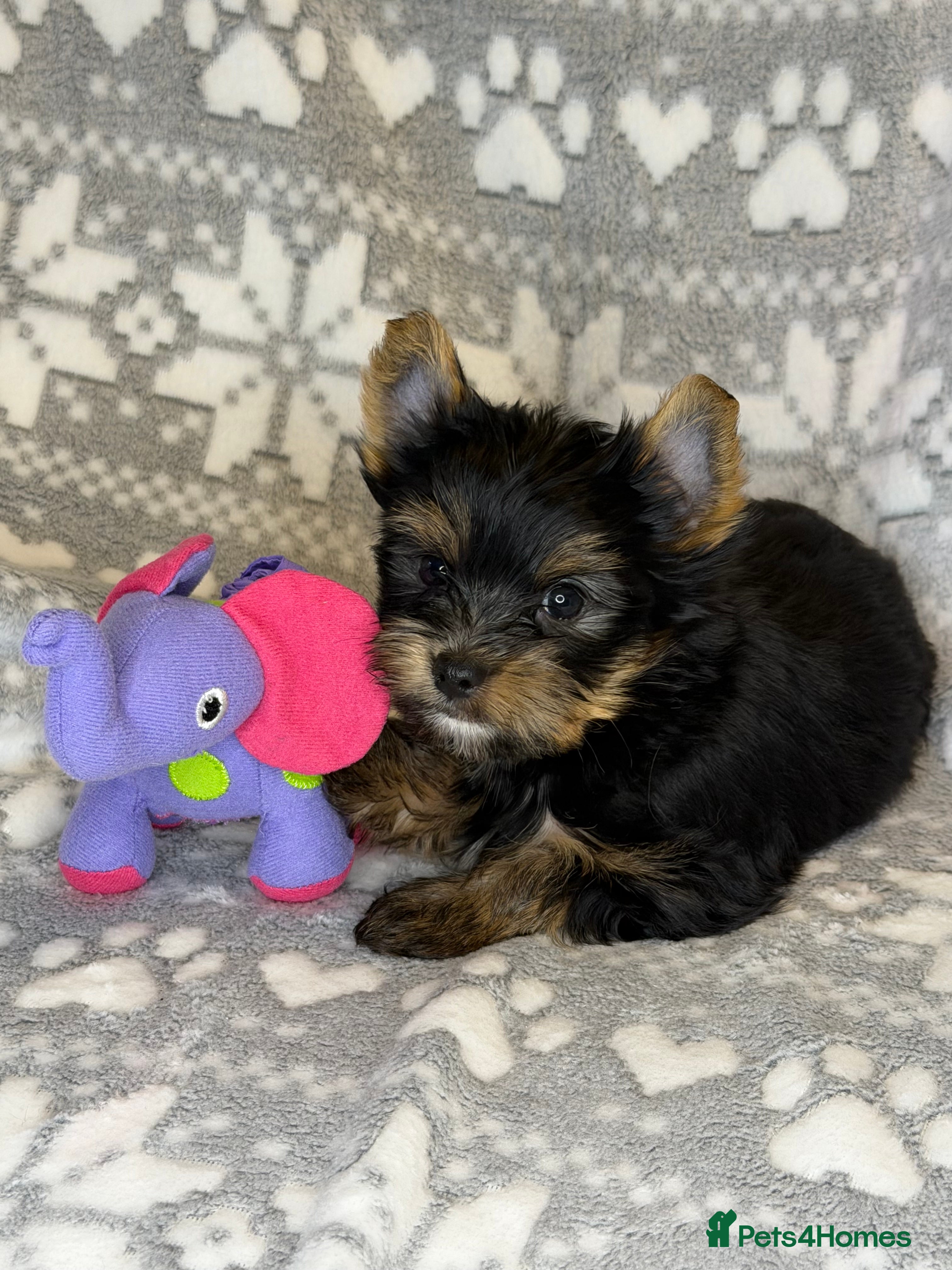 Yorkshire Terrier dogs Ready Now Last Small Boy Yorkshire Terrier  - Advert 1