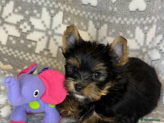 Yorkshire Terrier dogs Ready Now Last Small Boy Yorkshire Terrier - Advert 3