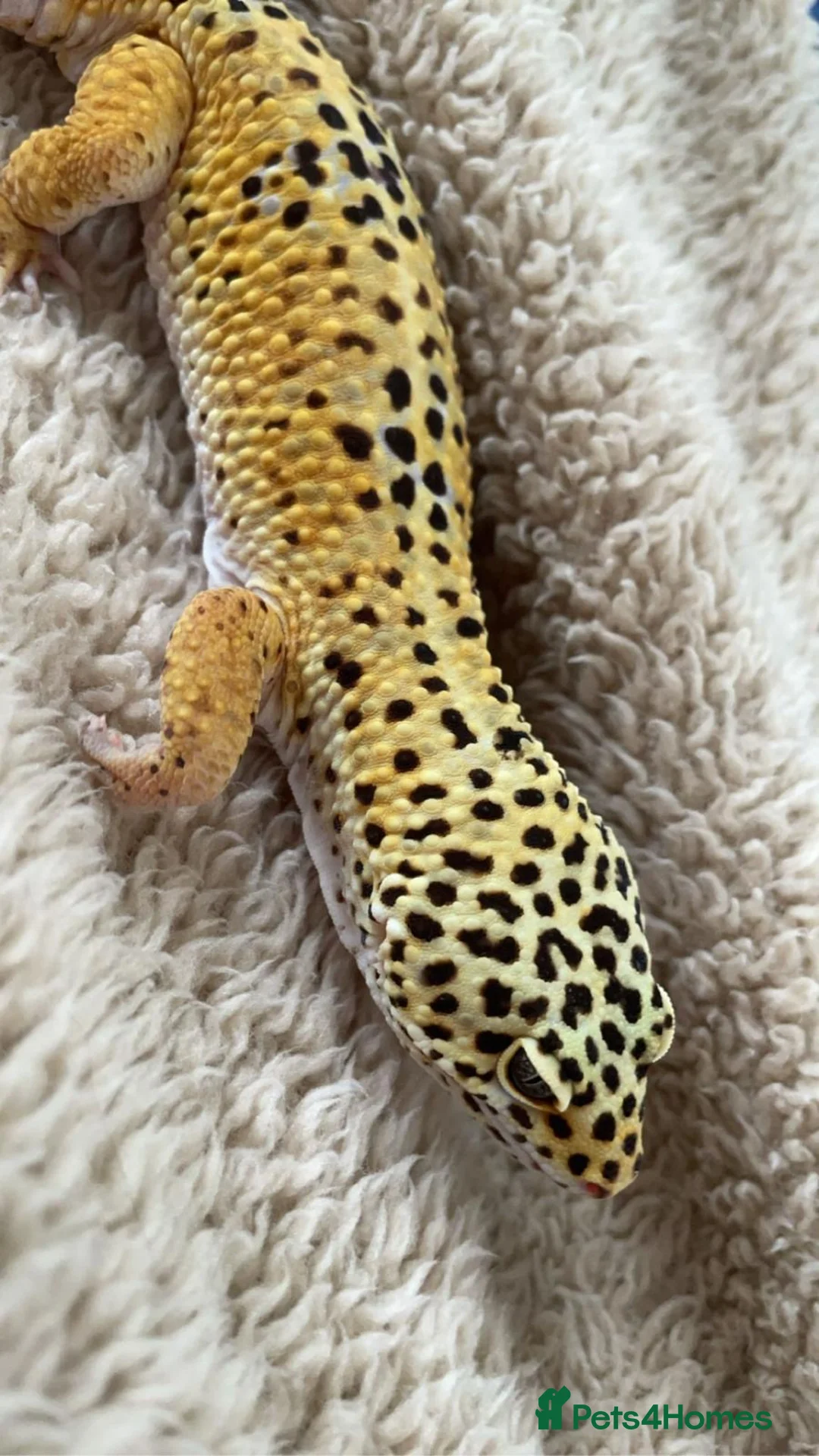 Leopard Gecko reptiles for sale: Leopard Gecko  - Advert 3