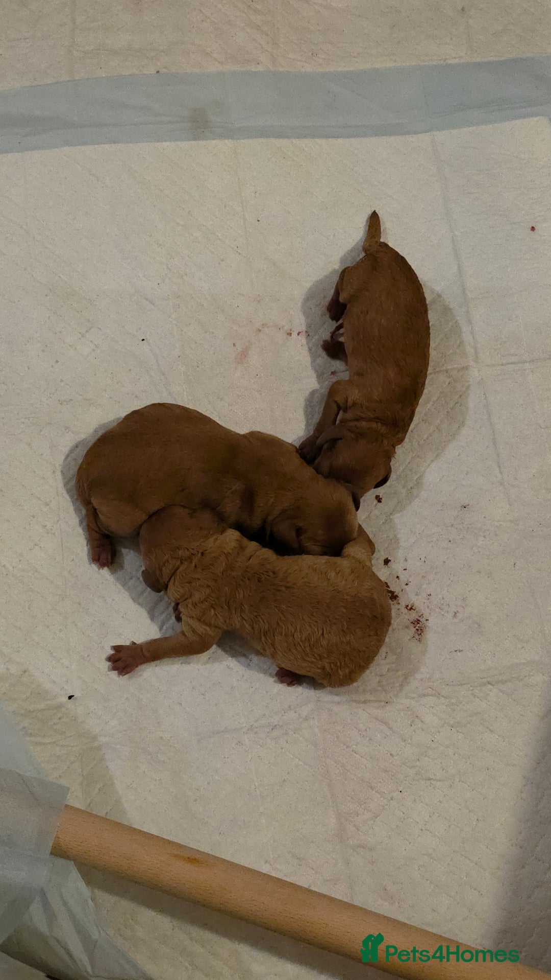 Cockapoo dogs for sale: Mini red cockapoo puppies ready 17th Jan 2026  - Advert 10