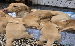 Labrador Retriever dogs for sale: ✨ Golden Retriever Puppies – Ready 4 Sept ✨ - Image 1
