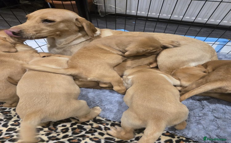 Labrador Retriever dogs - Advert 4