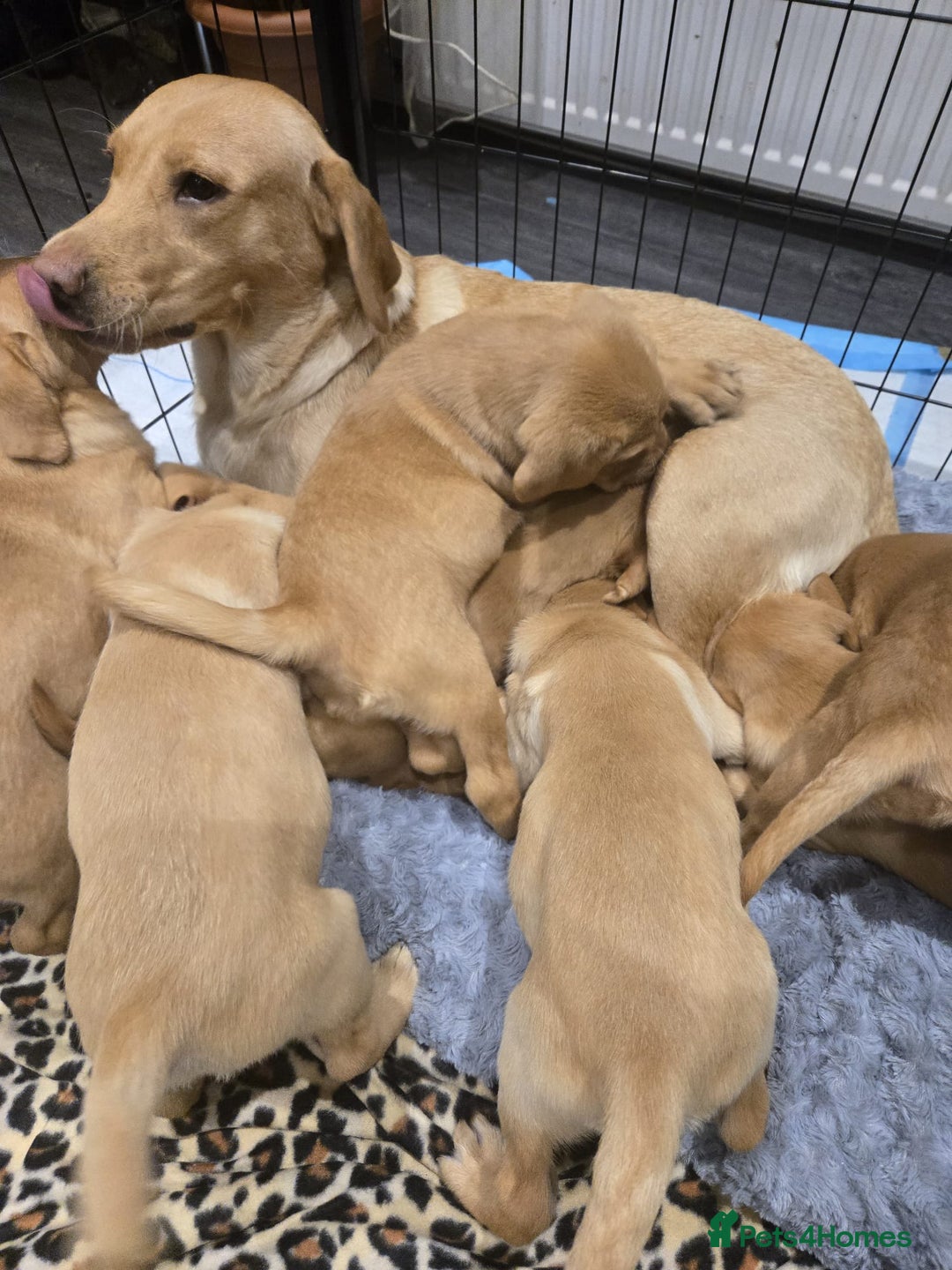 Labrador Retriever dogs for sale: ✨ Golden Retriever Puppies – Ready 4 Sept ✨ - Image 1