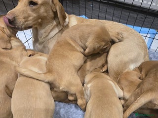 Labrador Retriever dogs - Advert 32