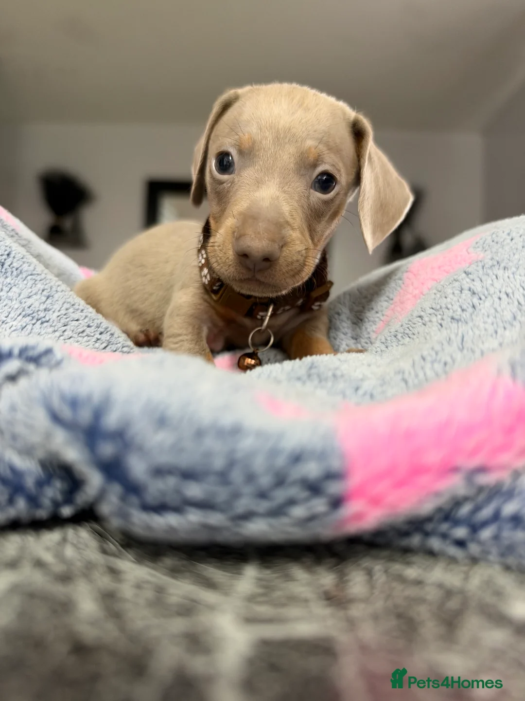 Dachshund dogs for sale: 9 beautiful babies looking for loving homes  - Advert 2