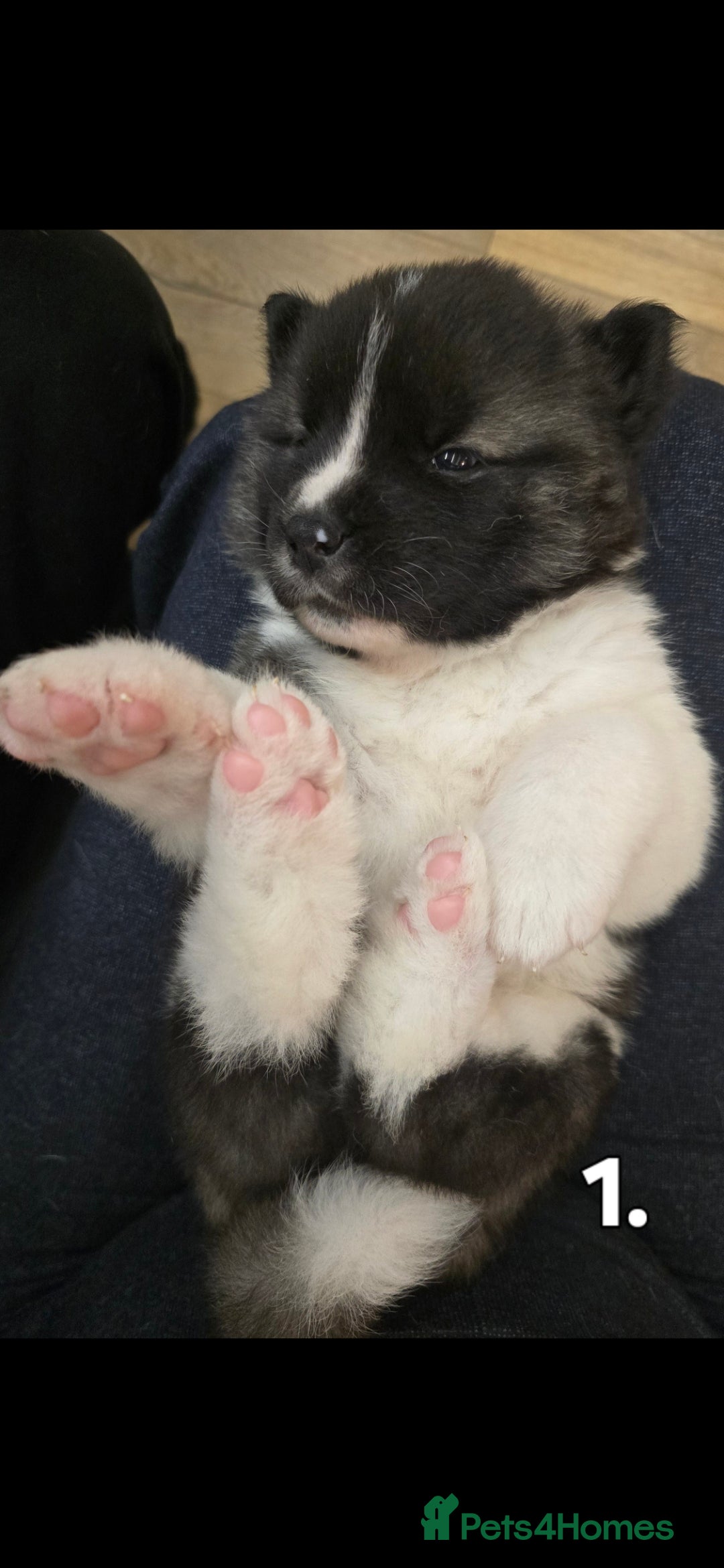Akita dogs for sale: Gorgeous American Akita Pups for Sale - Advert 13