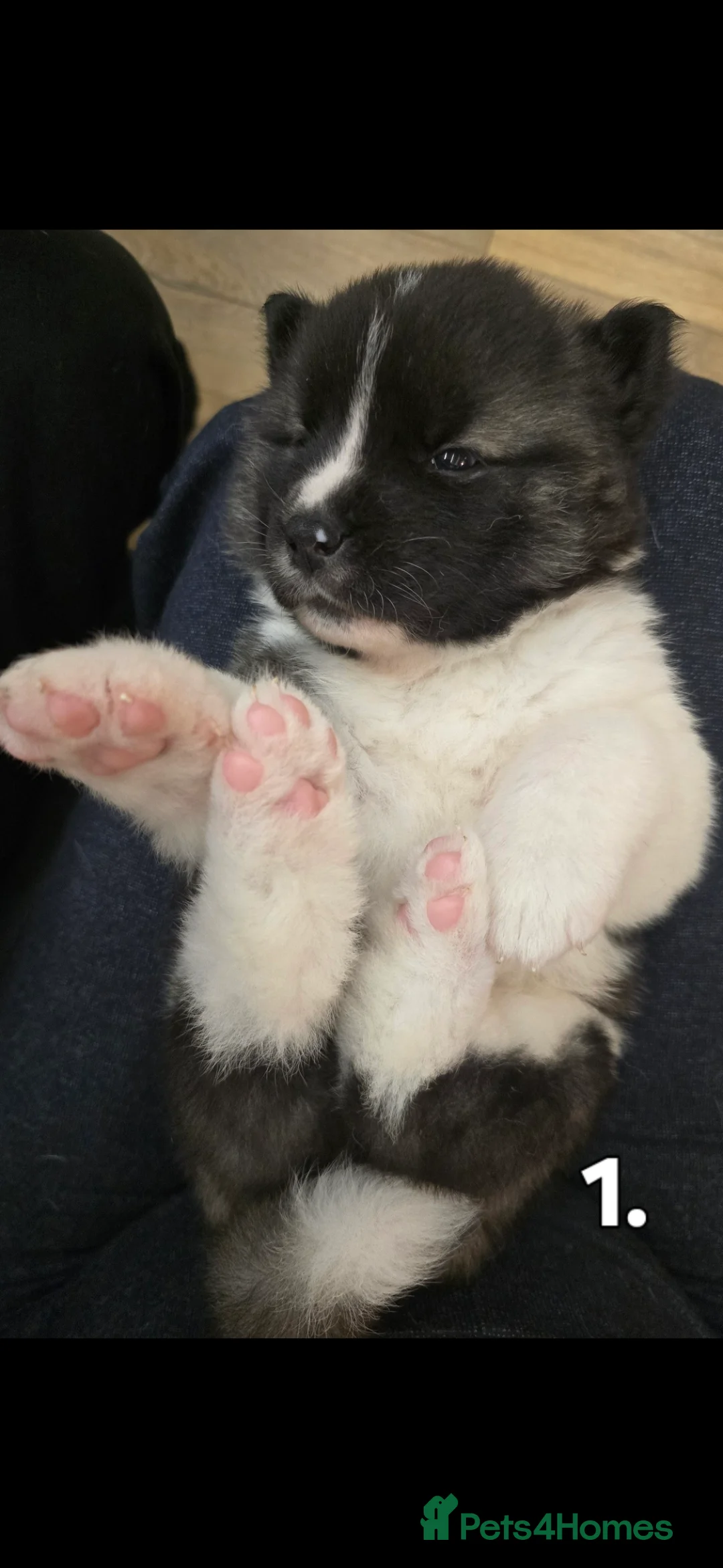 Akita dogs for sale: Gorgeous American Akita Pups for Sale - Advert 2