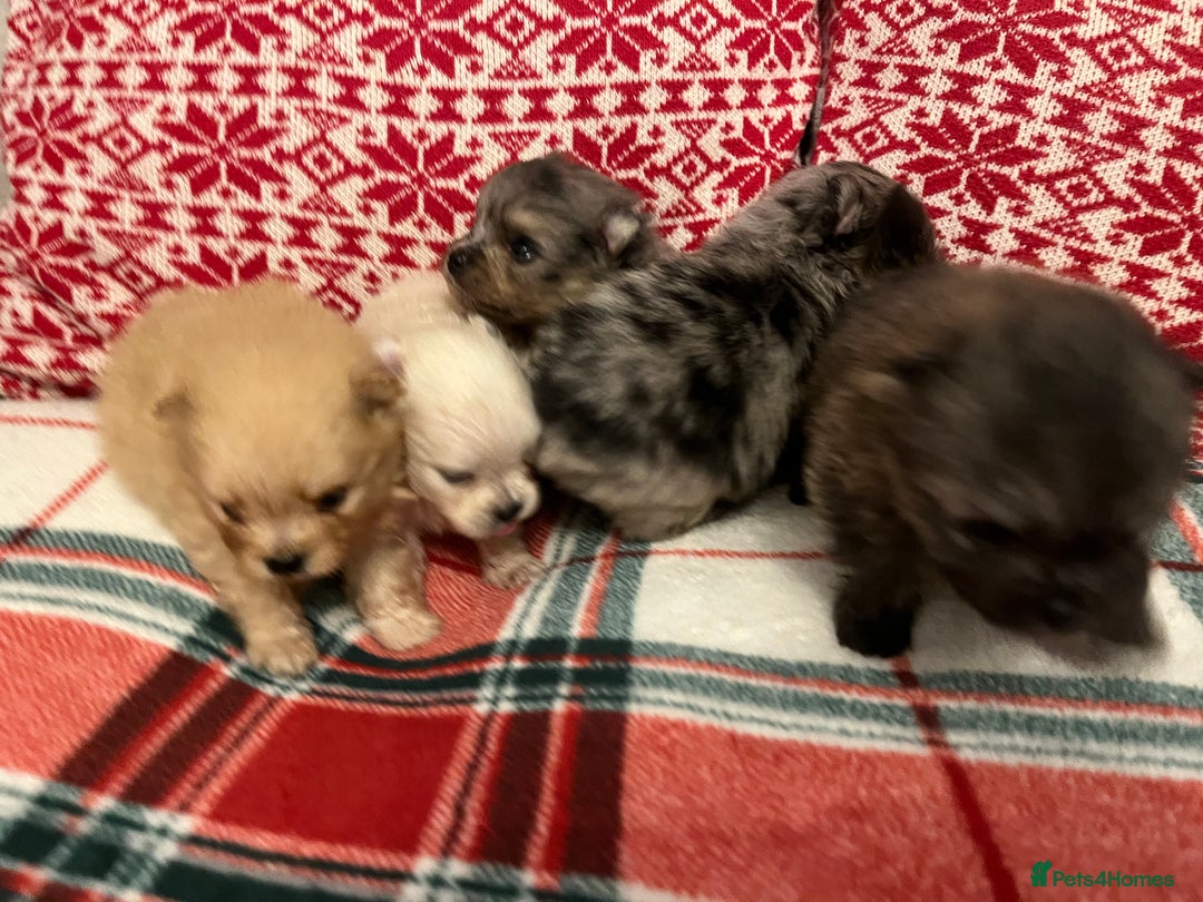 Pomeranian dogs for sale: Stunning Pomeranian puppys - Advert 22