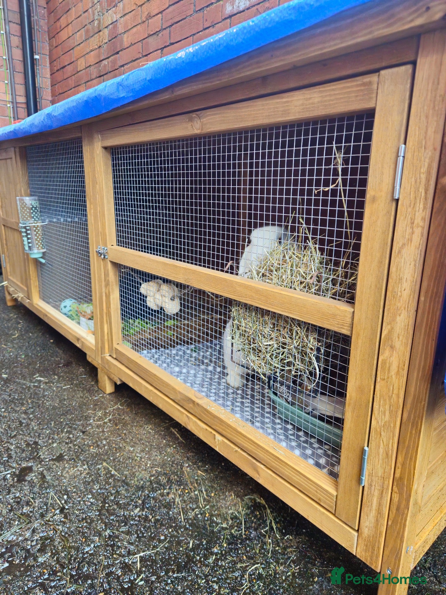 Mini Lop rabbits Bonded rabbits looking for a good home! - Advert 2