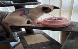 Ragdoll cats for sale: 7 month old Ragdoll female kitten - Image 6
