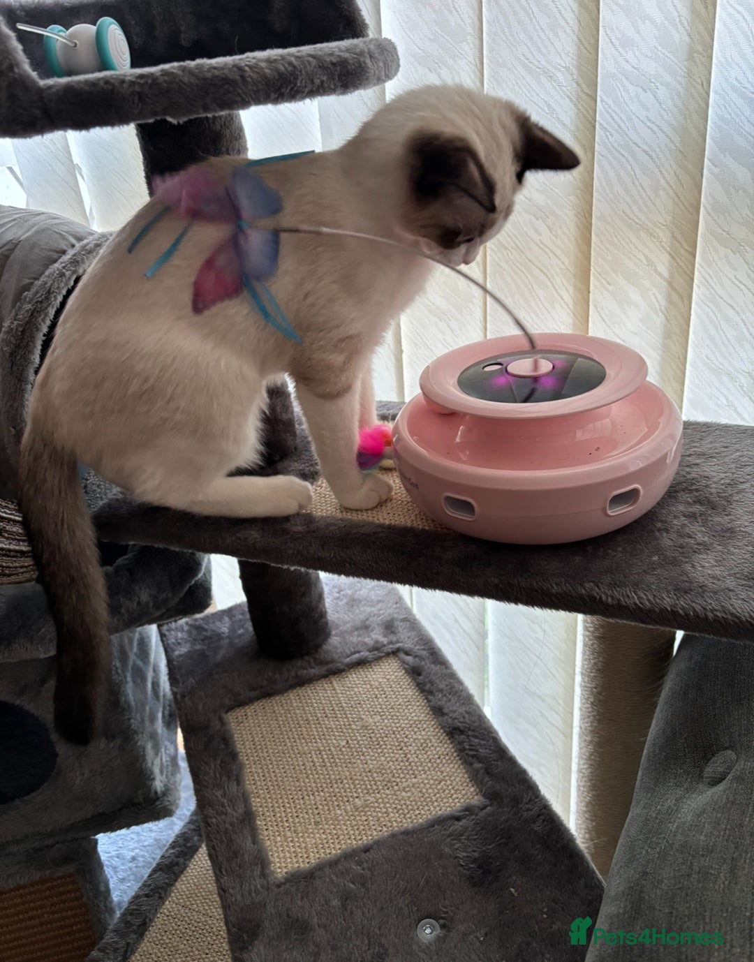 Ragdoll cats for sale: 7 month old Ragdoll female kitten - Image 6