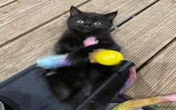 Mixed Breed cats for sale: 4 beautiful mixed breed kittene - Image 17