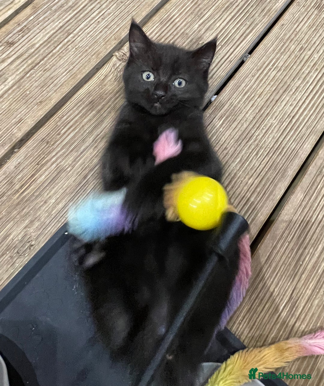 Mixed Breed cats for sale: 4 beautiful mixed breed kittene - Image 17