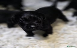 Labrador Retriever dogs for sale: Gorgeous black lab pups,FULLY HEALTH TEST PARENT - Image 2