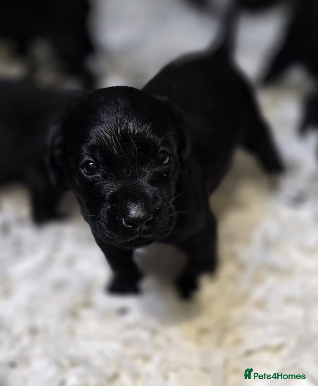 Labrador Retriever dogs for sale: Gorgeous black lab pups,FULLY HEALTH TEST PARENT - Image 2