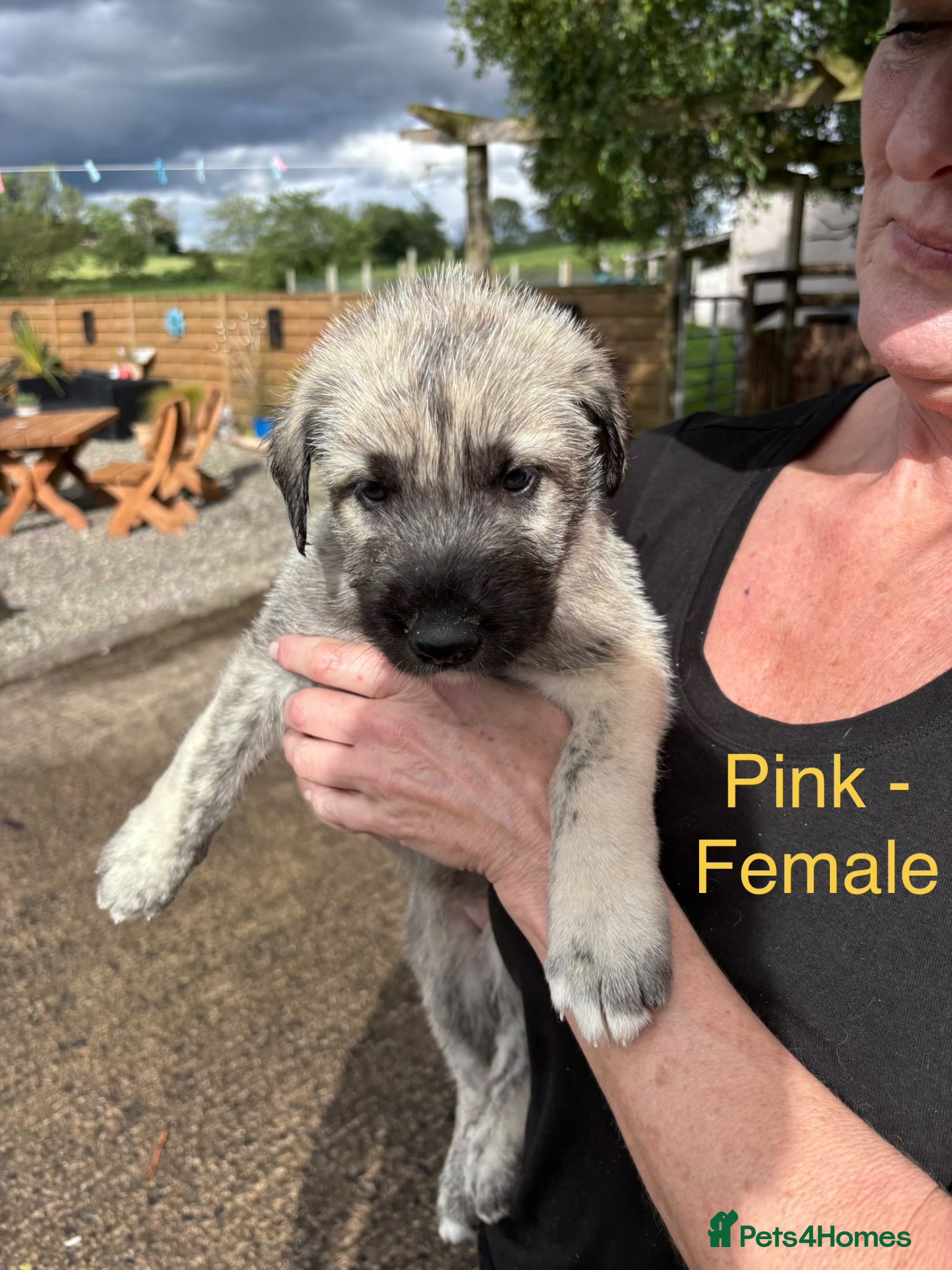 Irish Wolfhound dogs KC/IKC Registered Irish Wolfhound Puppies - Advert 1