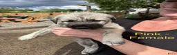 Irish Wolfhound dogs for sale: KC/IKC Registered Irish Wolfhound Puppies - Advert 1