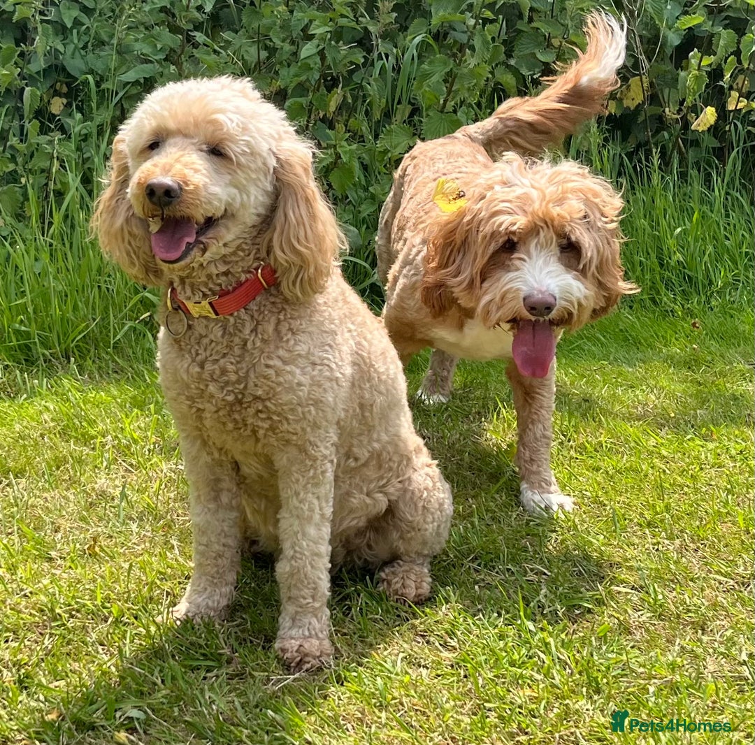 Australian Labradoodle dogs for sale: Aussie Doodles - 1 boy & 1 girl available  - Image 9