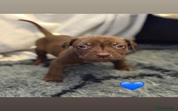 Cane Corso dogs for sale: Cane Corso puppies - Image 16