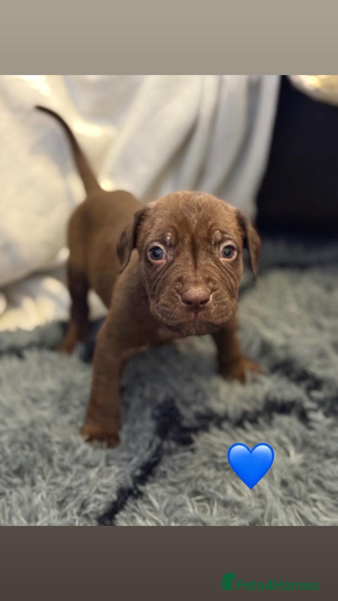 Cane Corso dogs for sale: Cane Corso puppies - Image 16