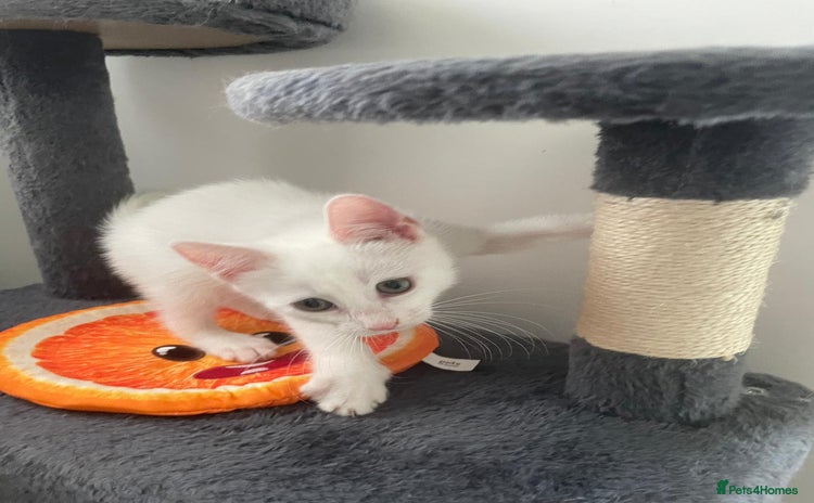 Mixed Breed cats - Advert 18