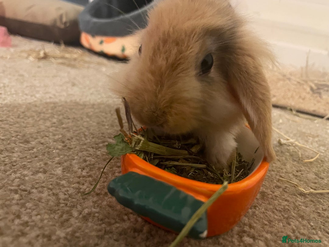 Mini Lion Lop rabbits for sale: Rabbit for sale - Image 4