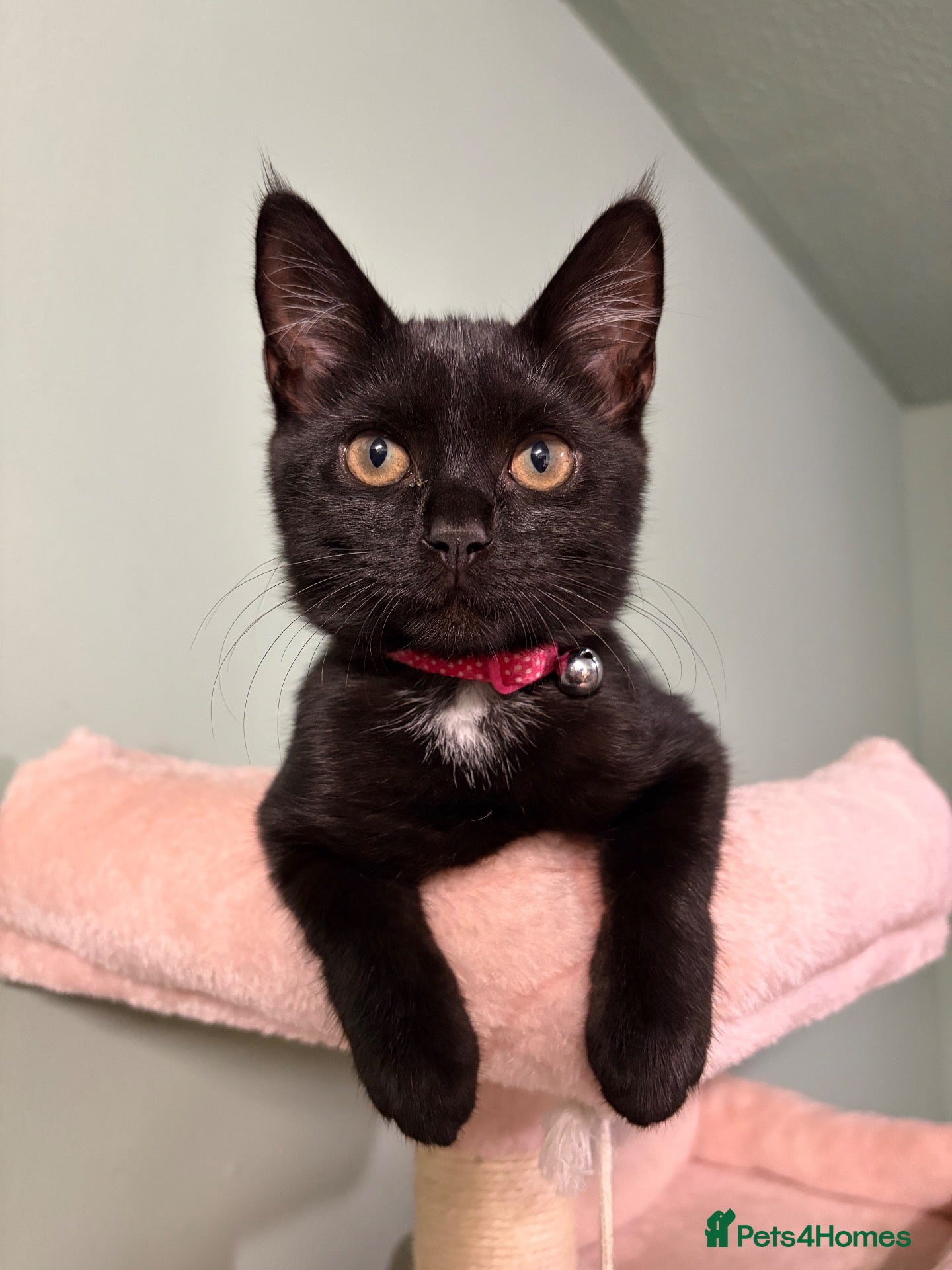 Mixed Breed cats Adorable kitten needing forever home - Advert 4