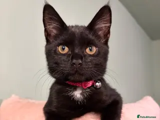 Mixed Breed cats Adorable kitten needing forever home - Advert 4