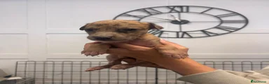 Lurcher 2