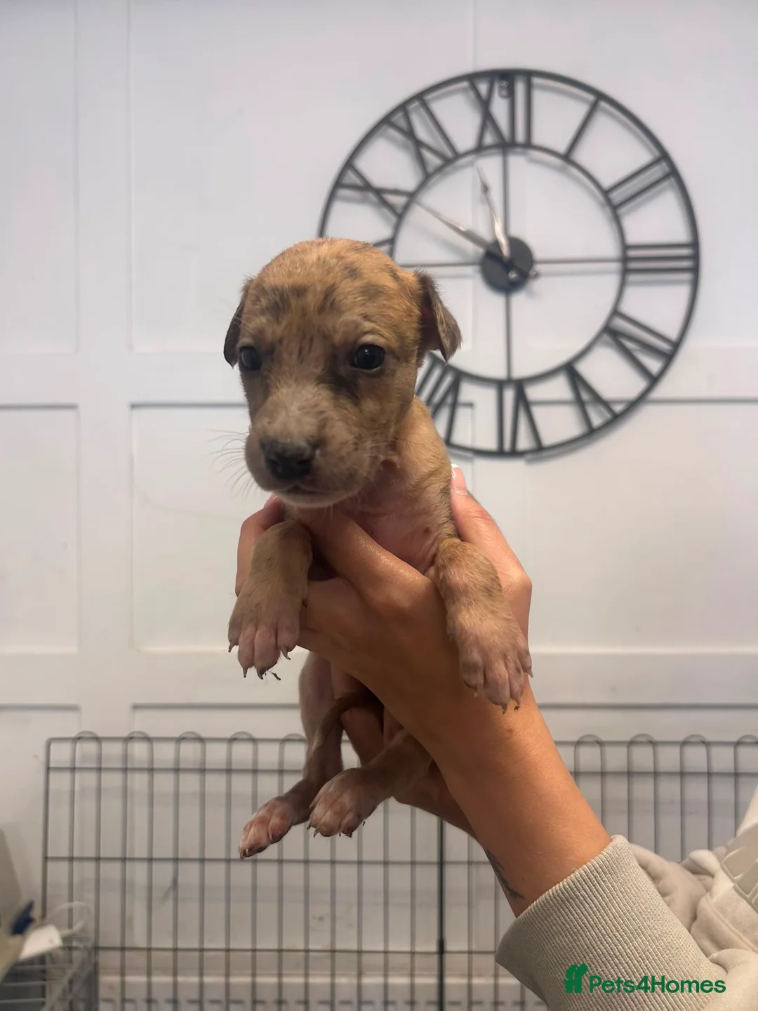 Lurcher dogs for sale: Lurcher pups  in Sheffield - Advert 11