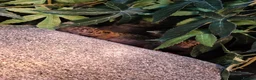 Leopard Gecko reptiles for sale: Leopard Gecko (approx 4 years old) in Stoke-on-Trent - Advert 3