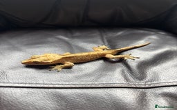 Gecko reptiles for sale: Crested gecko - Image 3